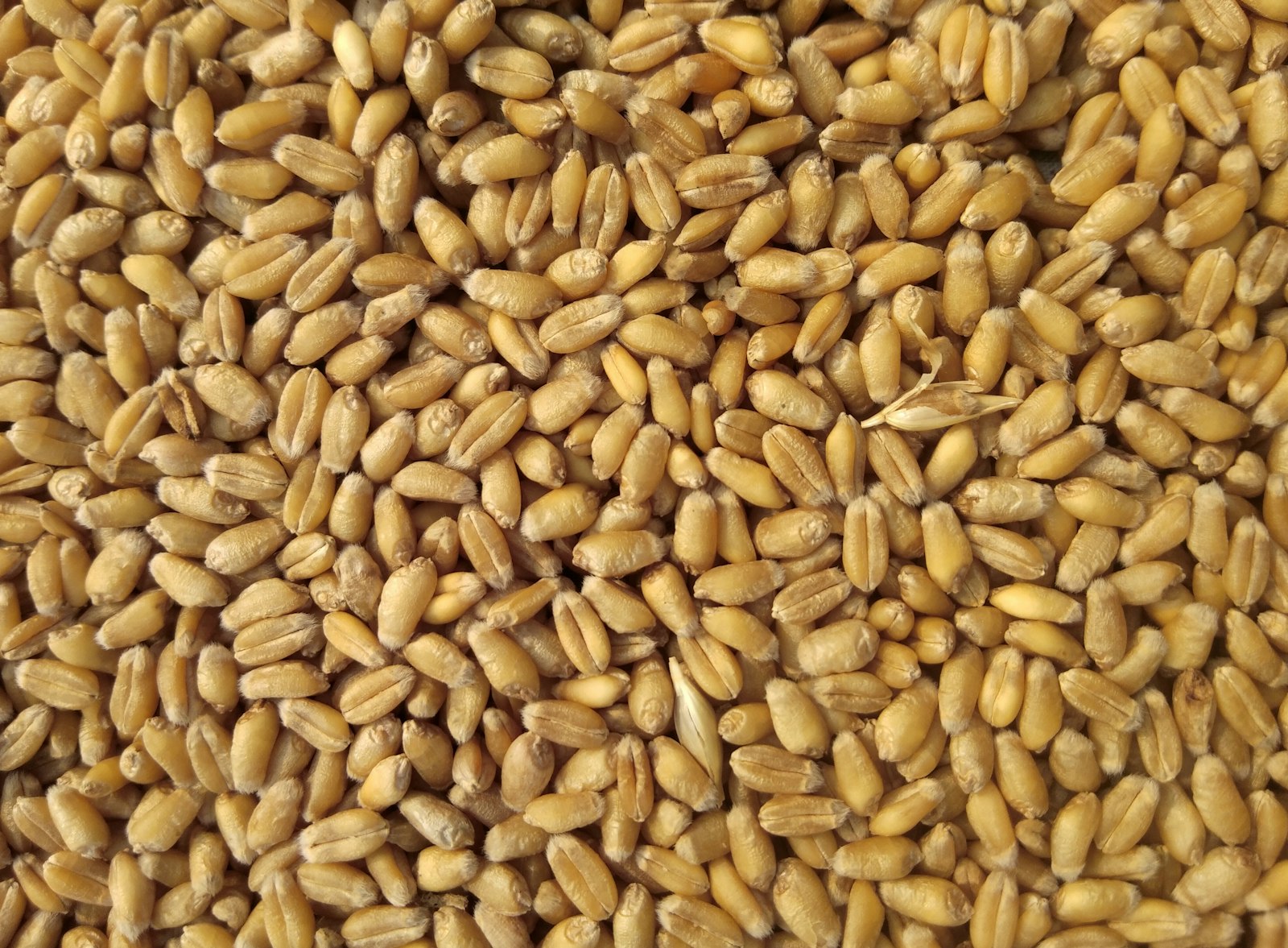 A wheat field